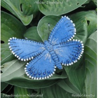 Dagvlinder Heideblauwtje pakket - Klik op de afbeelding om het venster te sluiten